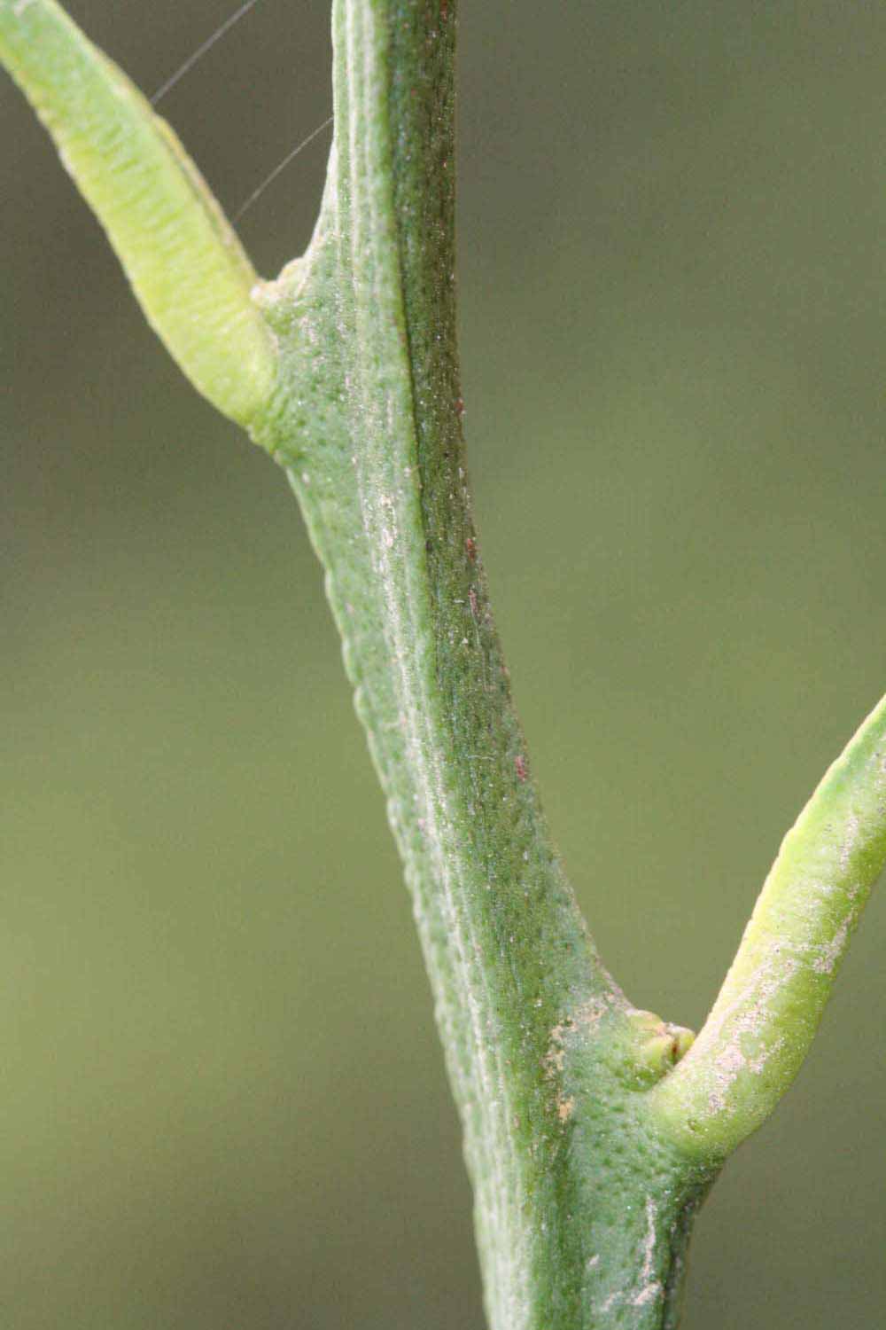            First year twig (Riverside, CA)   